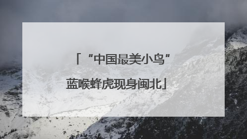 “中国最美小鸟”蓝喉蜂虎现身闽北