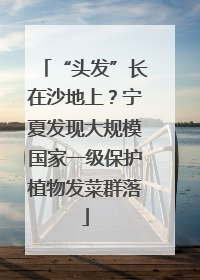 “头发”长在沙地上？宁夏发现大规模国家一级保护植物发菜群落