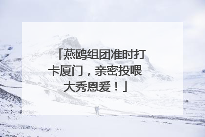 燕鸥组团准时打卡厦门，亲密投喂大秀恩爱！