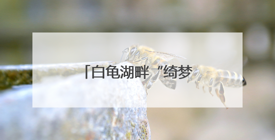 白龟湖畔“绮梦秋千”打卡点：感受城市浪漫温情