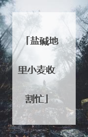 盐碱地里小麦收割忙