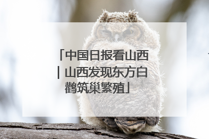 中国日报看山西｜山西发现东方白鹳筑巢繁殖