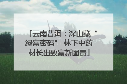 云南普洱：深山藏“绿富密码” 林下中药材长出致富新图景