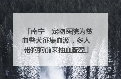 南宁一宠物医院为贫血警犬征集血源，多人带狗狗前来抽血配型