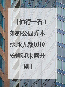 值得一看！郊野公园乔木绣球无敌贝拉安娜迎来盛开期
