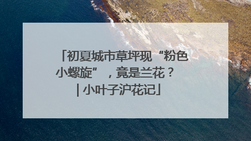 初夏城市草坪现“粉色小螺旋”，竟是兰花？ | 小叶子沪花记