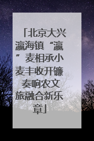 北京大兴瀛海镇“瀛”麦相承小麦丰收开镰 奏响农文旅融合新乐章