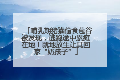 哺乳期猪獾偷食苞谷被发现，逃跑途中累瘫在地！就地放生让其回家“奶孩子”
