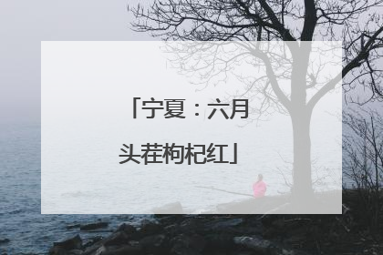 宁夏：六月头茬枸杞红