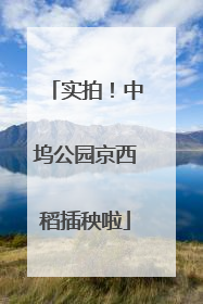 实拍！中坞公园京西稻插秧啦