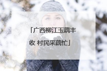 广西柳江玉藕丰收 村民采藕忙