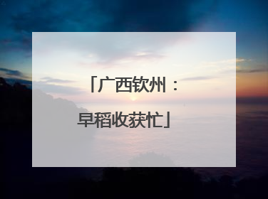 广西钦州：早稻收获忙