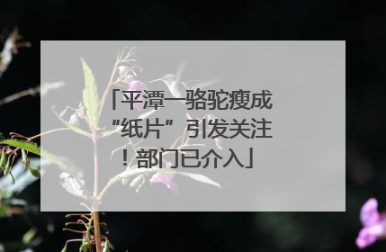 平潭一骆驼瘦成“纸片”引发关注！部门已介入