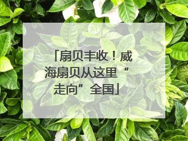 扇贝丰收！威海扇贝从这里“走向”全国