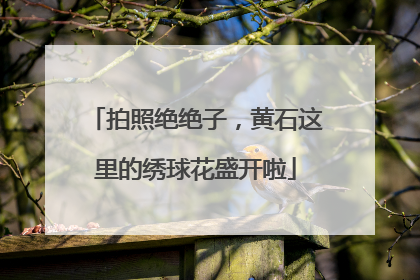 拍照绝绝子，黄石这里的绣球花盛开啦