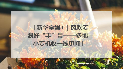新华全媒+｜风吹麦浪好“丰”景——多地小麦机收一线见闻