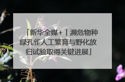 新华全媒+丨濒危物种绿孔雀人工繁育与野化放归试验取得关键进展