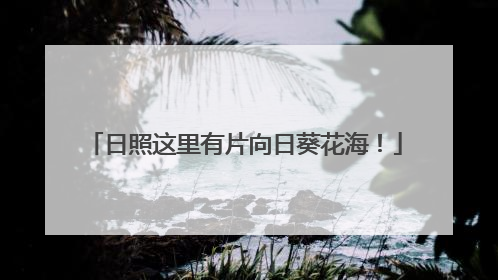 日照这里有片向日葵花海！