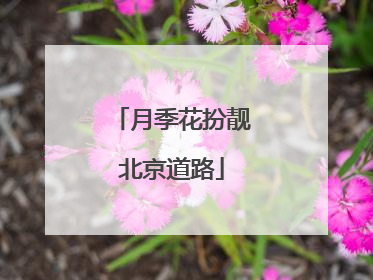 月季花扮靓北京道路