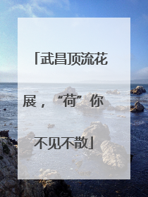 武昌顶流花展，“荷”你不见不散