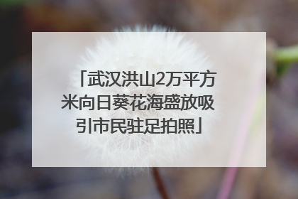 武汉洪山2万平方米向日葵花海盛放吸引市民驻足拍照