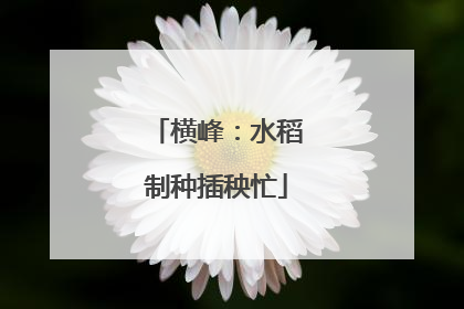 横峰：水稻制种插秧忙