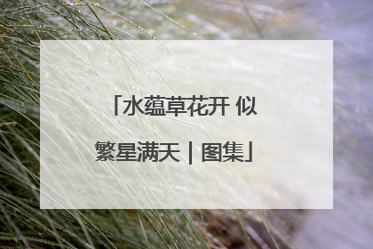 水蕴草花开 似繁星满天｜图集