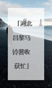 河北昌黎马铃薯收获忙