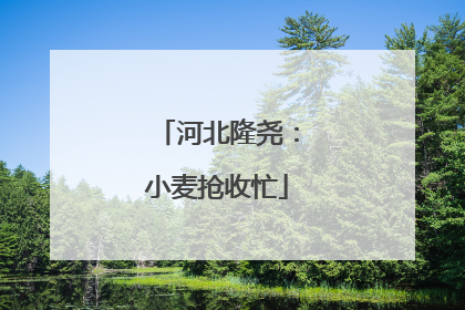 河北隆尧：小麦抢收忙