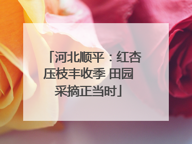 河北顺平：红杏压枝丰收季 田园采摘正当时