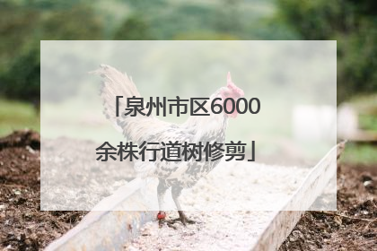 泉州市区6000余株行道树修剪