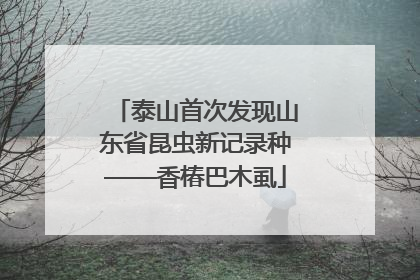 泰山首次发现山东省昆虫新记录种——香椿巴木虱