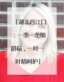 湖北丹江口：一垄一垄细耕耘，一叶一叶精呵护