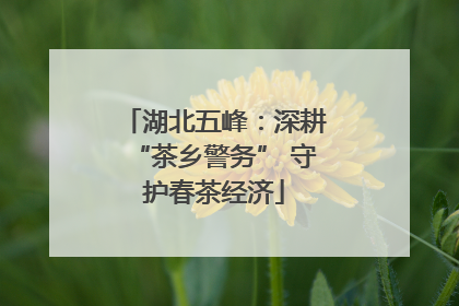 湖北五峰：深耕“茶乡警务” 守护春茶经济