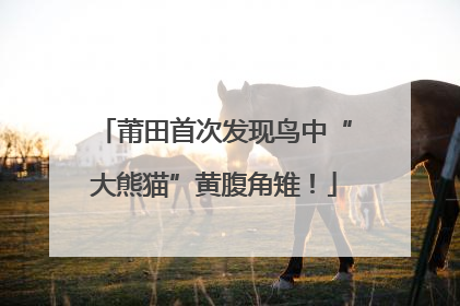 莆田首次发现鸟中“大熊猫”黄腹角雉！