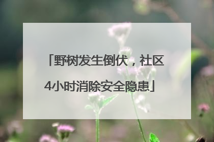 野树发生倒伏，社区4小时消除安全隐患