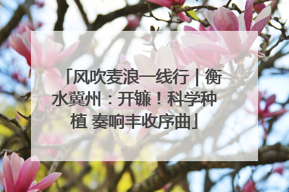 风吹麦浪一线行｜衡水冀州：开镰！科学种植 奏响丰收序曲