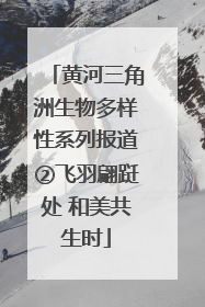 黄河三角洲生物多样性系列报道②飞羽翩跹处 和美共生时