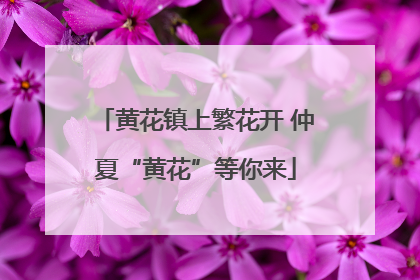 黄花镇上繁花开 仲夏“黄花”等你来