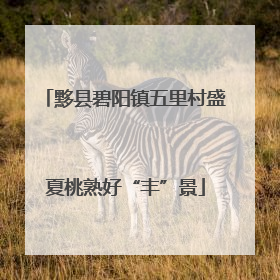 黟县碧阳镇五里村盛夏桃熟好“丰”景